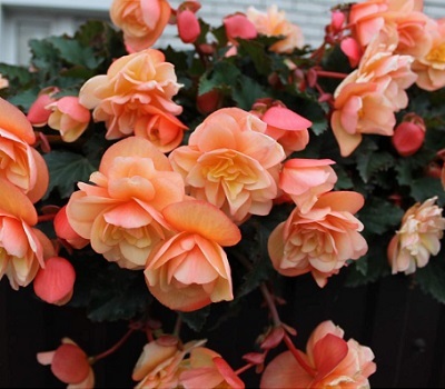 Begonia Fragrant Falls Peach