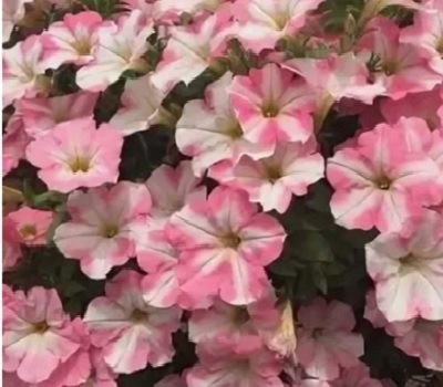 Петуния Petunia Amore Baby White-Pink