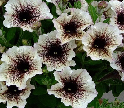 Петуния Petunia Designer Cappuccino