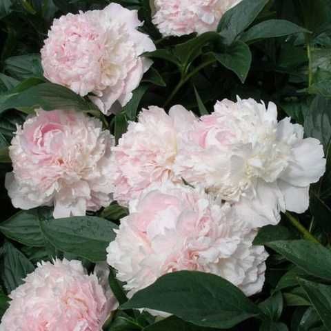 Пион Paeonia Florence Nicholls