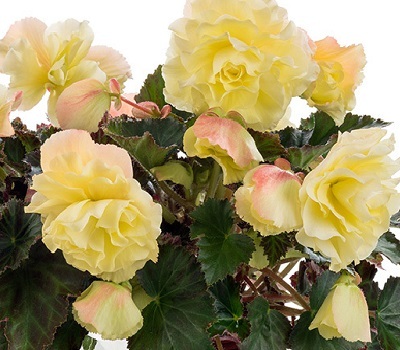 Begonia Fragrant Falls Lemon