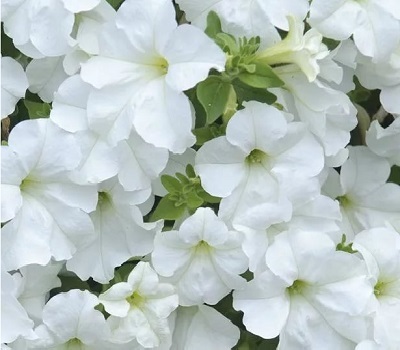 Петуния Petunia Fanfare White