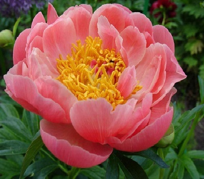 Пион Pink Hawaiian Coral