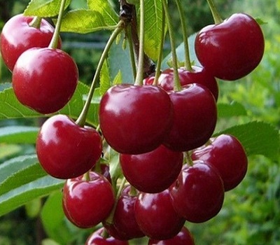 Вишня Любская