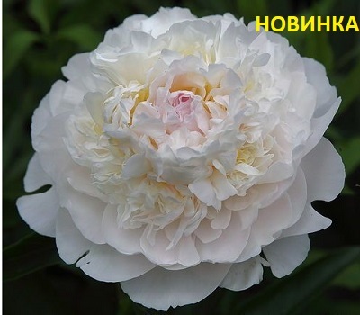 Пион Blush Queen