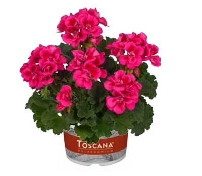 Пеларгония зональная Castello Claire rose red eye