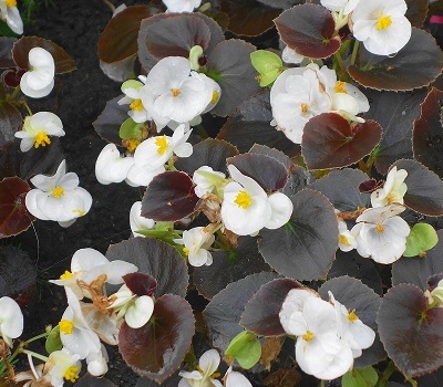 Бегония вечноцветущая Begonia semp Senator iQ White