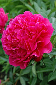 Пион Paeonia Kansas