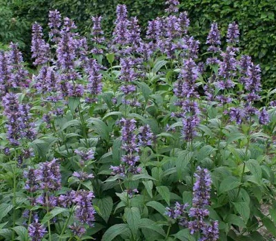 Котовник жилковатый Нептун (Nepeta nervosa Neptune)