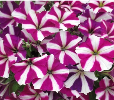 Петуния Petunia Amore Joy White-Purple