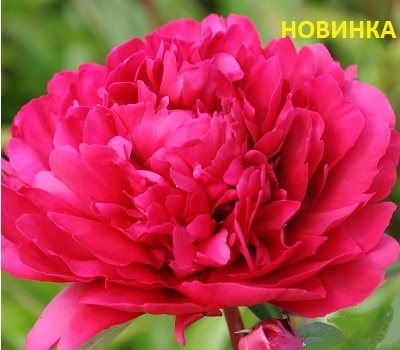 Пион Belgravia