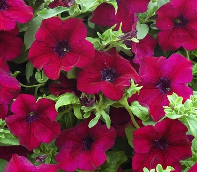 Петуния Surfinia Burgundy