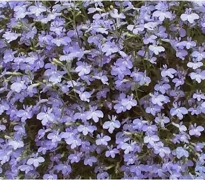 Лобелия ампельная Lobelia Hot Water Blue