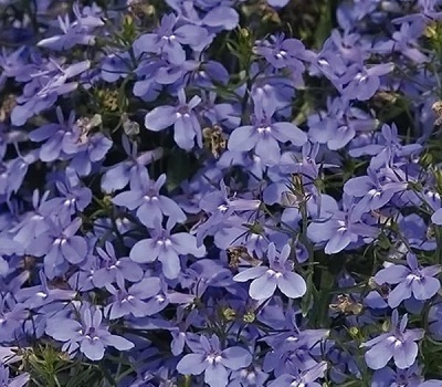 Лобелия ампельная Lobelia Hot Blue