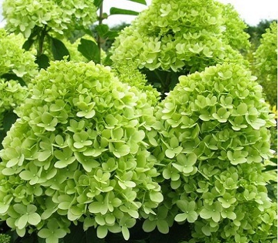 Гортензия Mojito