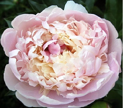 Пион Madame Calot