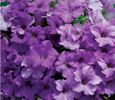 Петуния Surfinia Heavenly Blue