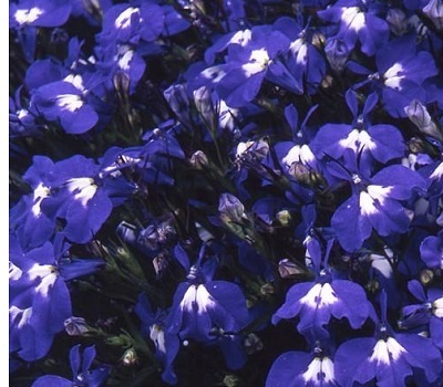 Лобелия ампельная Lobelia Regatta Sapphire