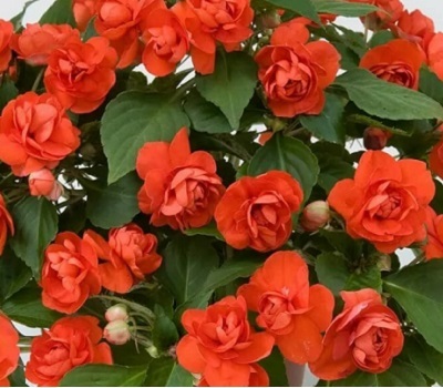 Бальзамин ампельный Impatiens Musica Orange