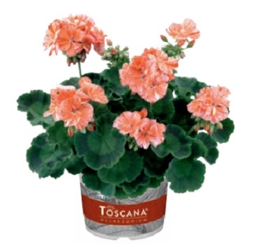 Пеларгония зональная Flic Flac Red Nova