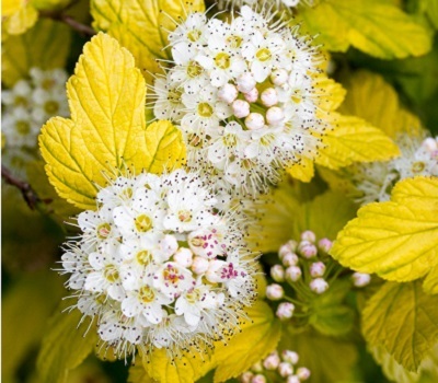 Пузыреплодник Angel Gold