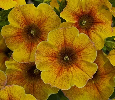 Петхоа BeautiCal Caramel Yellow