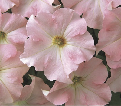 Петуния Petunia grfl Festival Appelblossum