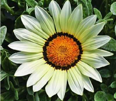 Гацания Gazania New Day White (африканская ромашка)