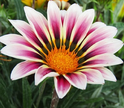 Гацания Gazania Big-Kiss White Flame (африканская ромашка)