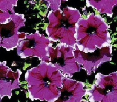 Петуния Petunia grfl Festival Frost Velvet