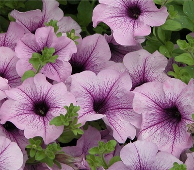 Петуния Surfinia Compact Purple Vein