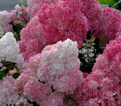 Гортензия Sundae Fraise