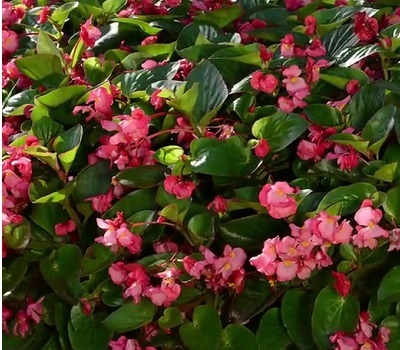 Бегония вечноцветущая Begonia hyb Megawatt Pink, Green Leaf