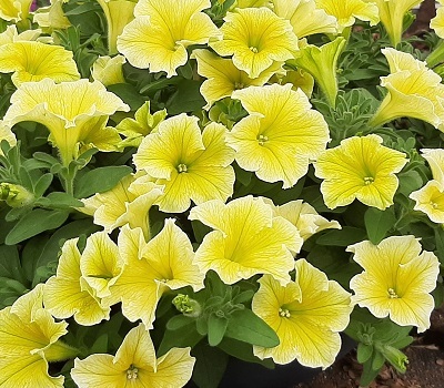 Петуния New Yellow