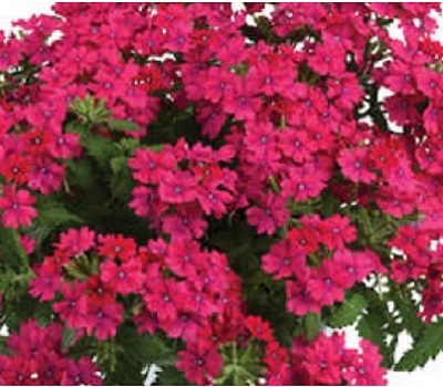 Вербена ампельная Verbena Vanessa Compact Neon Pink