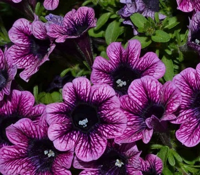 Петуния полуампельная Petunia Little Pink Vein