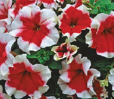 Петуния Petunia grfl Festival Frost Fire Red