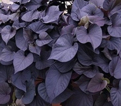 Ипомея батат ампельная Black Tone