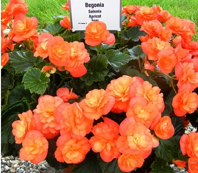Бегония полуампельная мультицветковая Solenia Apricot
