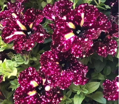 Петуния Petunia LightningSky (грозовое небо)