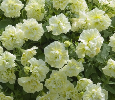 Петуния Petunia Tumbelina Susanne Yellow