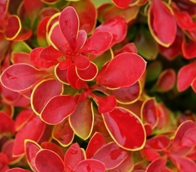 Барбарис тунберга Coral