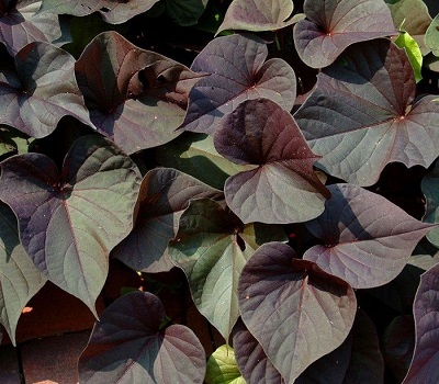 Ипомея ампельная батат Ipomoea Black Tone