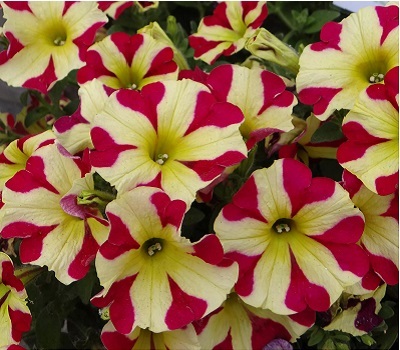 Петуния Petunia Amore Queen Hearts Yellow-Red