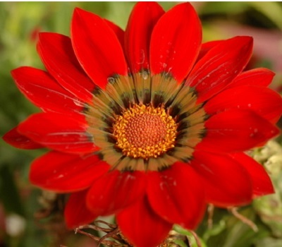 Гацания Gazania New Day Red Shades (африканская ромашка)