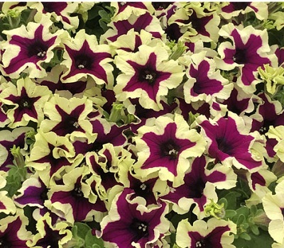 Петуния Petunia Fanfare Eclipse