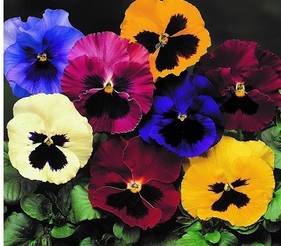 Виола Viola wittrockiana Inspire Blotch Mix