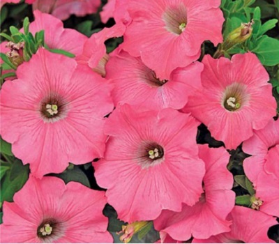 Петуния Petunia Prelude Rose