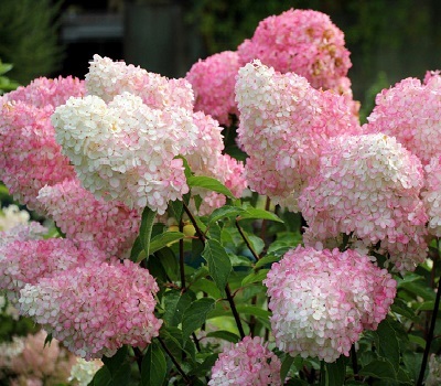 Гортензия Vanille Fraise