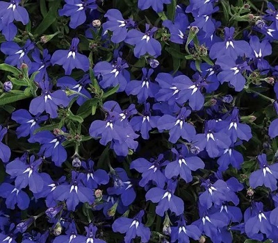 Лобелия ампельная Lobelia Laguna Dark Blue Improved